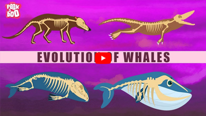Evolution Of Whales