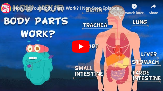 [영어동영상]How Do Your Body Parts Work?