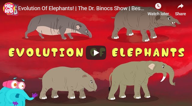 Evolution Of Elephants! 