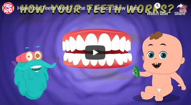 How Your Teeth Work?
