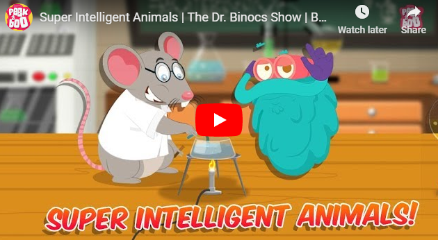 [영어동영상] Super Intelligent Animals 