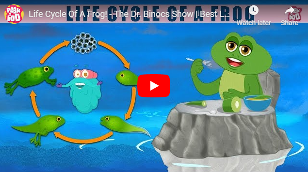 [영어동영상] Life Cycle Of A Frog! - The Dr. Binocs Show