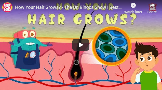 [영어동영상] How Your Hair Grows? - The Dr. Binocs Show