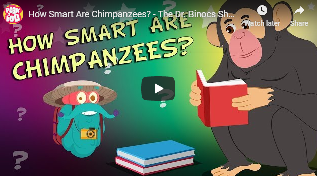 [영어동영상]How Smart Are Chimpanzees?