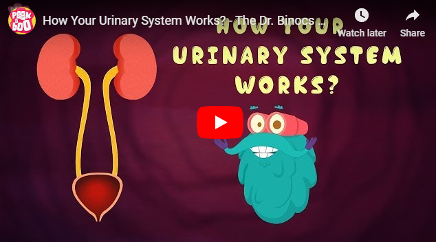 [영어동영상]How Your Urinary System Works?