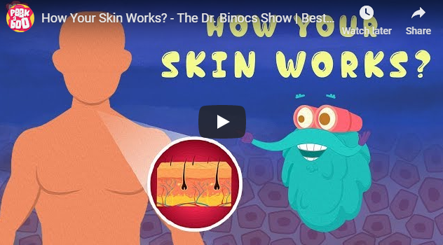 [영어동영상]How Your Skin Works?