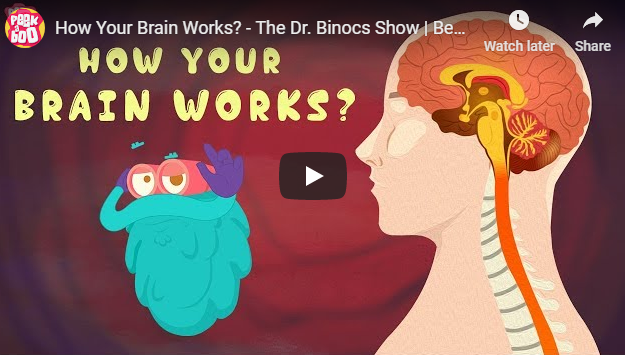 [영어동영상]How Your Brain Works?