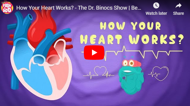 [영어동영상]How Your Heart Works?