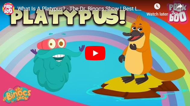 [영어동영상]What Is A Platypus?